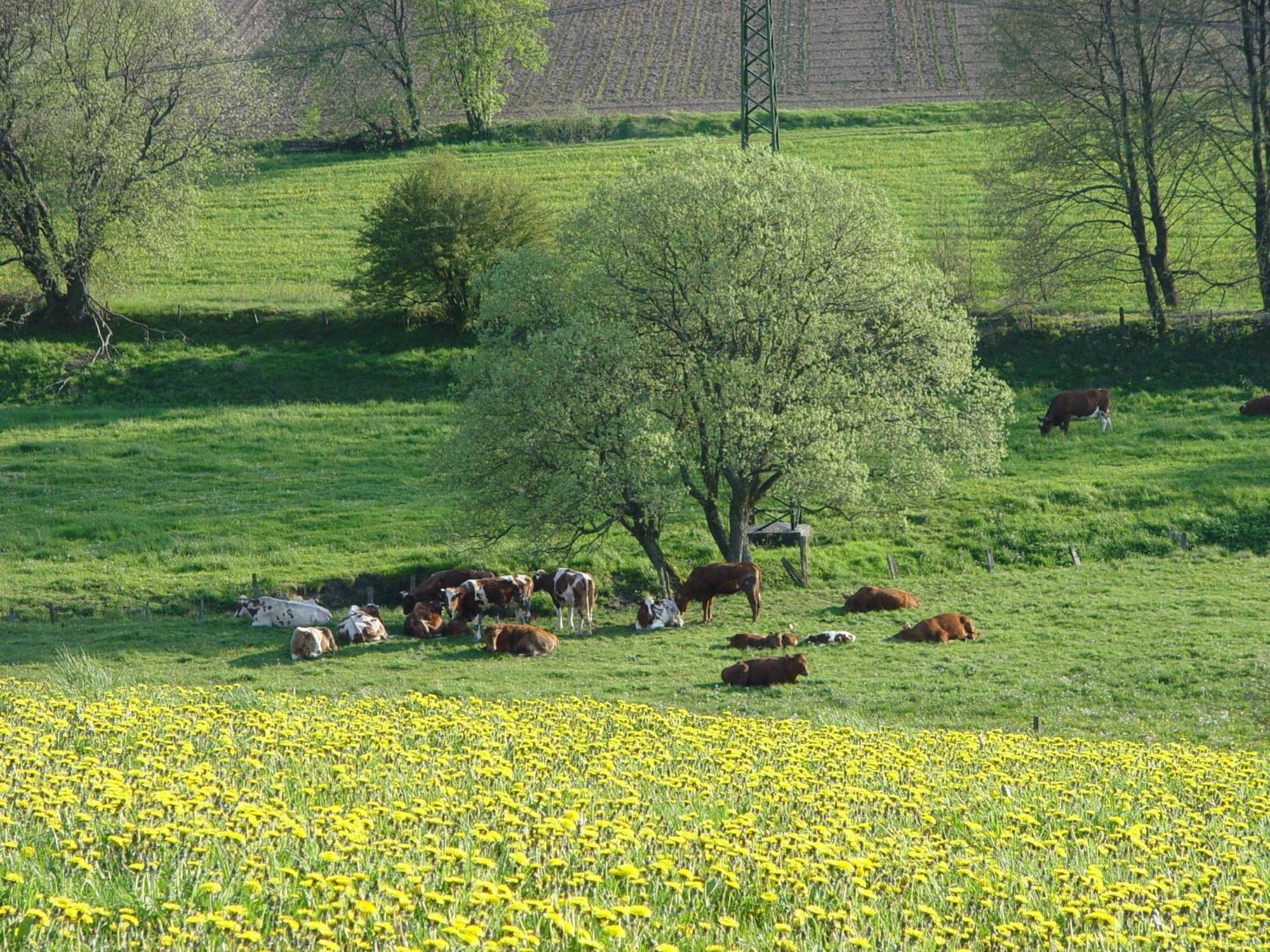 Gasthof Sonnenheim *